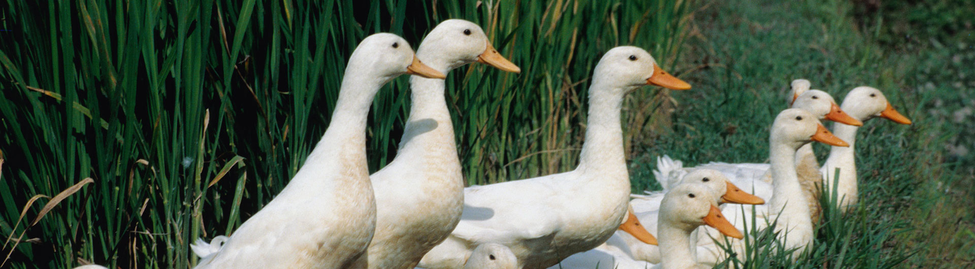 鴨產業鏈 Duck
