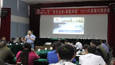 “1211”生豬代養 大有可觀